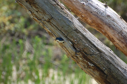Tree Swallow