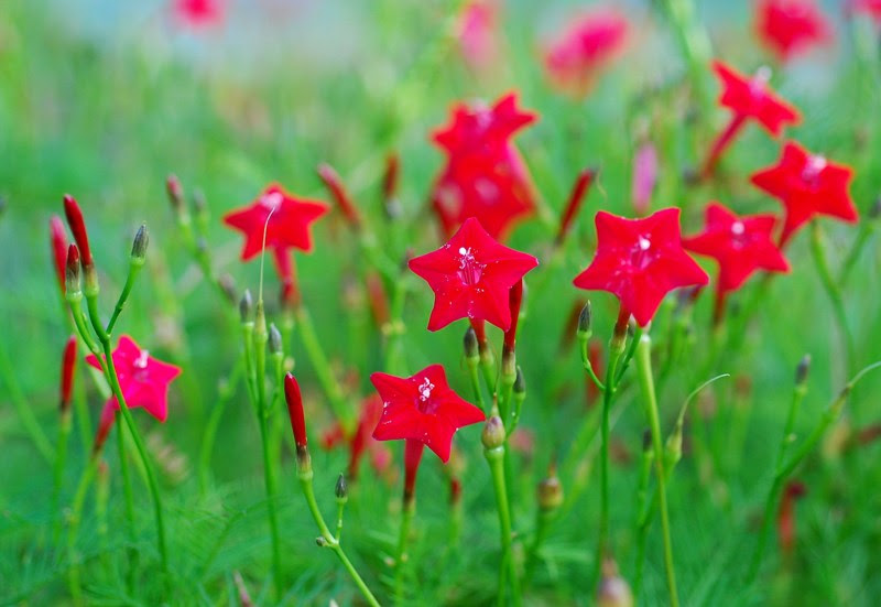 ルコウソウ 縷紅草 トッコス爺の身近な花 虫 鳥 撮り