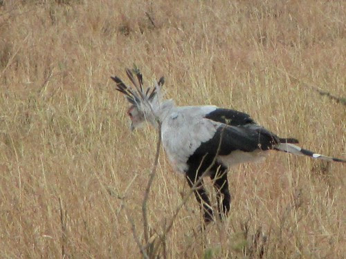 Jane Goldman Dean KILI AND SERENGETI 109.jpg videos youtube