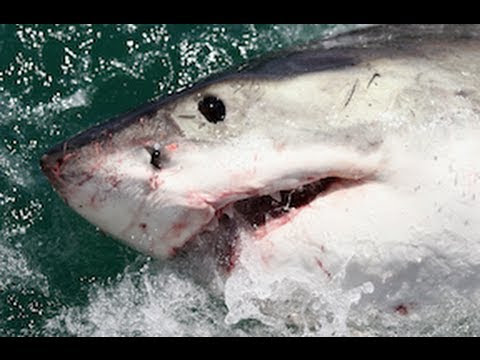 The World's Most Dangerous Things To Humans