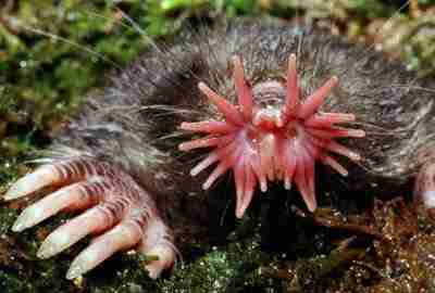 Star-nosed mole