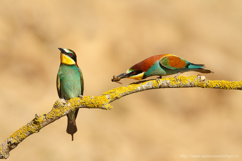 500px favs, rg443