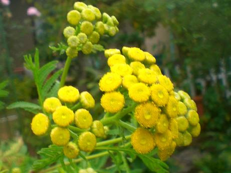 ハーブ フェンネルの花 使い方は 静かな時が流れる 風の庭 楽天ブログ