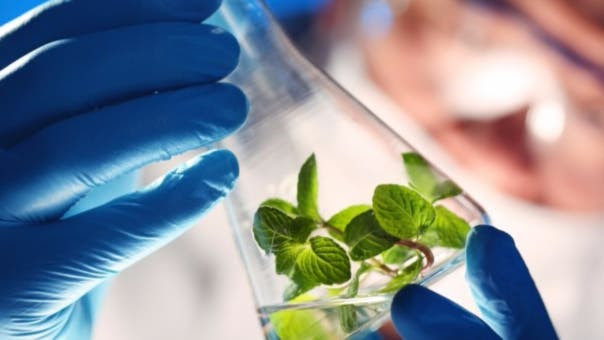 Los biotecnólogos pueden ejercer en rubros como la industria farmacéutica, agricultura, la producción de alimentos y hasta la protección del medio ambiente.