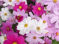 ９月１８日の誕生花 コスモスの花言葉 乙女の真心 美麗 に群れ咲く 調和 のとれた秋の風物詩の花 弥生おばさんのガーデニングノート 花と緑の365日 楽天ブログ