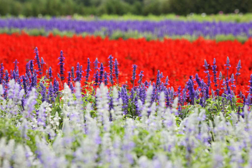 ゆんフリー写真素材集 No 8014 富良野の花畑 日本 北海道