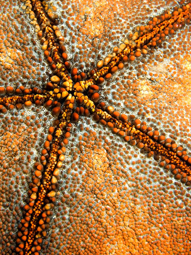 Cushion star