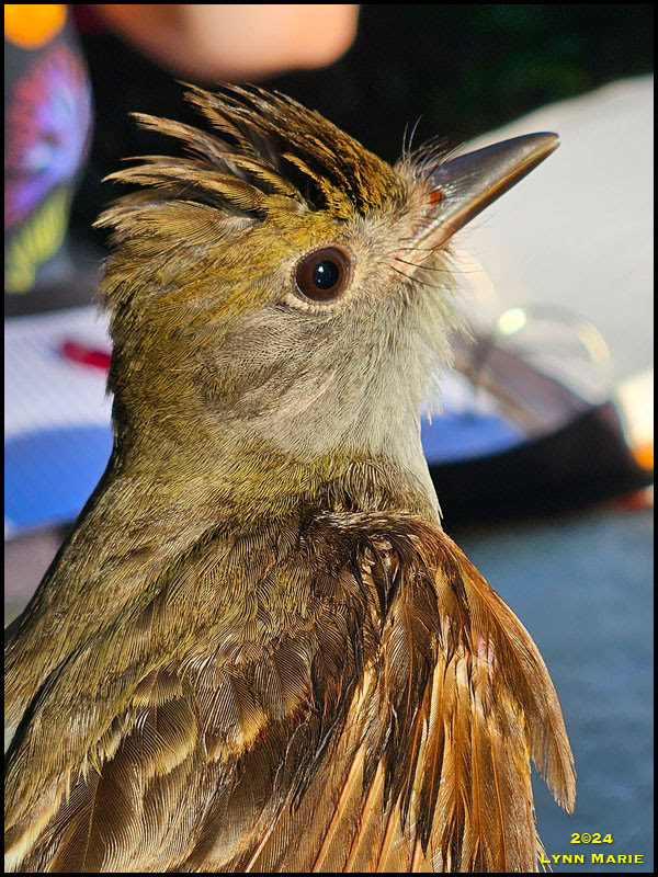 Great-crested Flycatcher