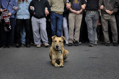 Perierga.gr - Λουκάνικος: Σκύλος της χρονιάς για το Time