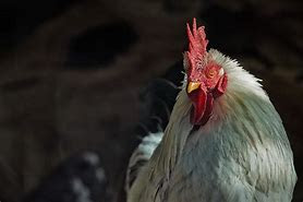 ブログ 日清丸紅飼料株式会社