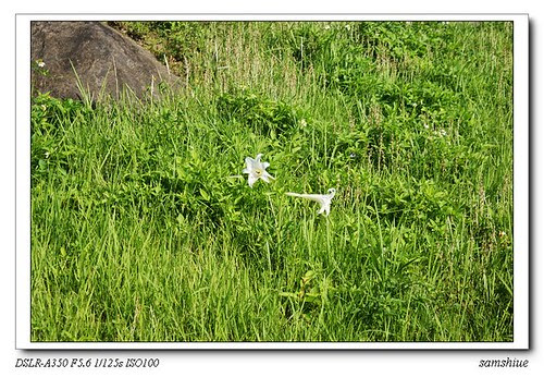 DSC01921_nEO_IMG