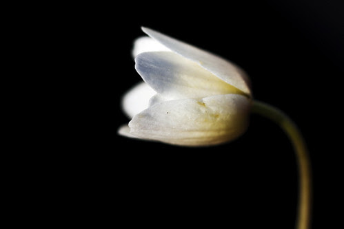 flowers background white. White flower in black