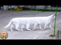 [最も人気のある！] le plus long chat du monde 305090-Chat poil le plus long du monde