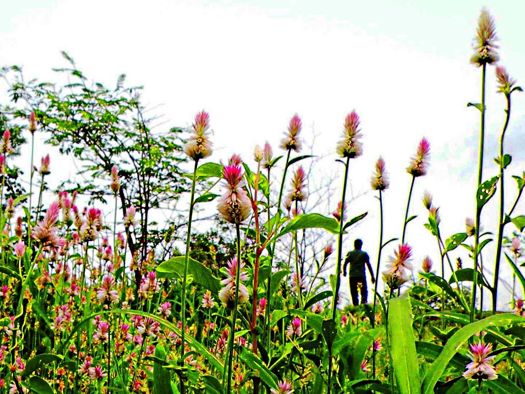 Walk in nature