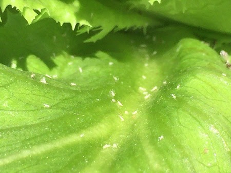 白い抜け殻の正体 アブラムシの脱皮 家庭菜園 簡単