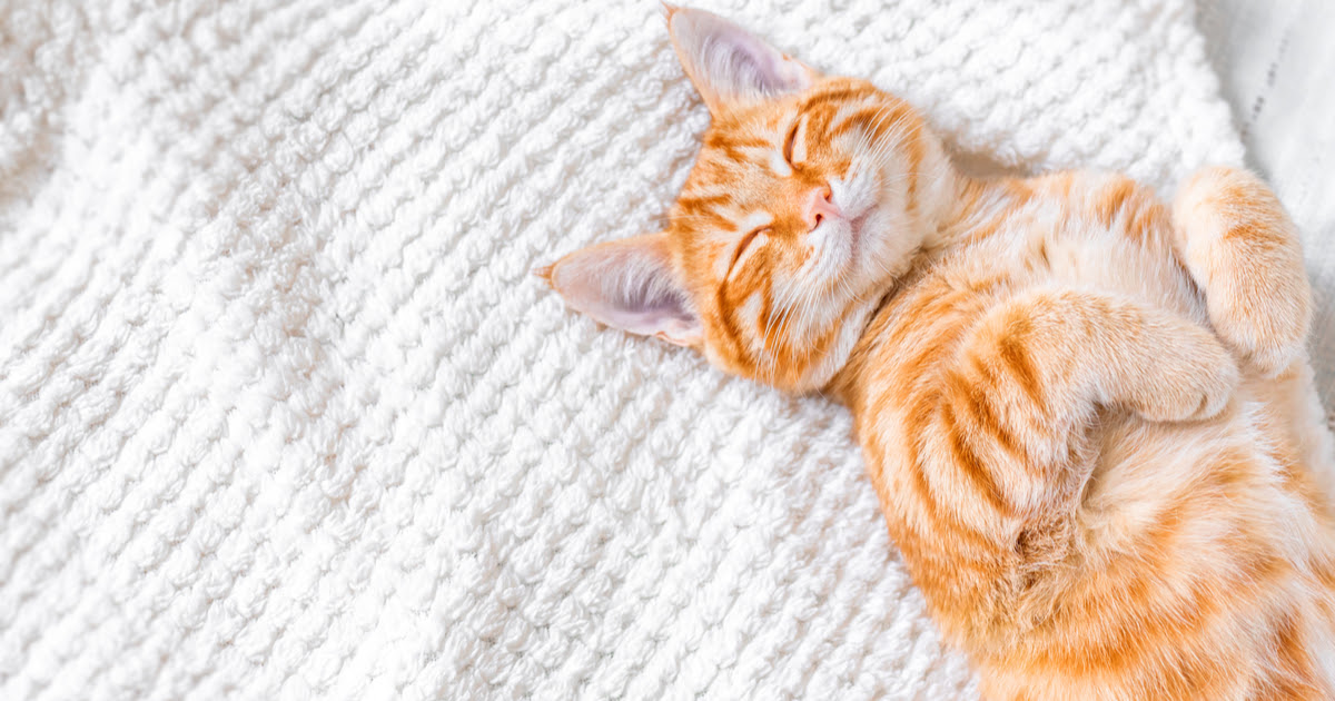What dreaming about cats mean - Sepicat