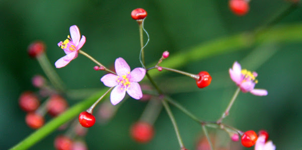 ピンクの花と赤い実ですが 買った 貰った 行った 食った 楽天ブログ