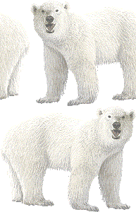 北極熊 ホッキョク グマ 白熊 シロクマのイラスト 条件付フリー素材集