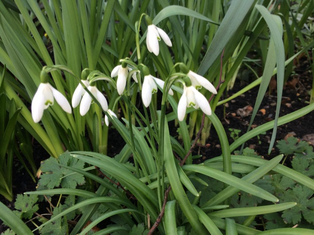 Snowdrop: spring herald and Alzheimer medication ...