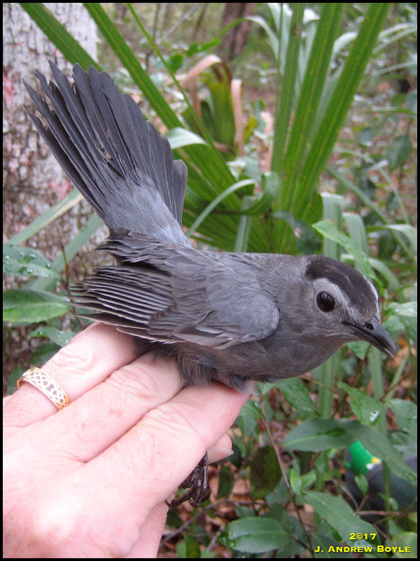Gray Catbird Gray Catbird