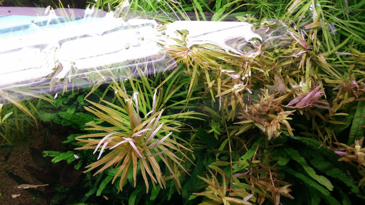 ルドウィジア インクリナータ キューバ の赤み ２ 水草水槽リースと観賞用えびのone Leaf