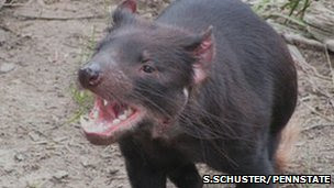 Tasmanian devil's ferocious bite (S.Schuster/PennState)