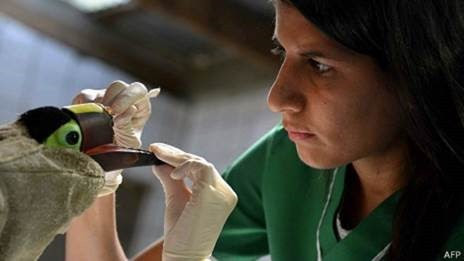 Veterinária Carmen Soto cuida do animal, que ainda está em fase de crescimento (Foto: AFP/BBC)