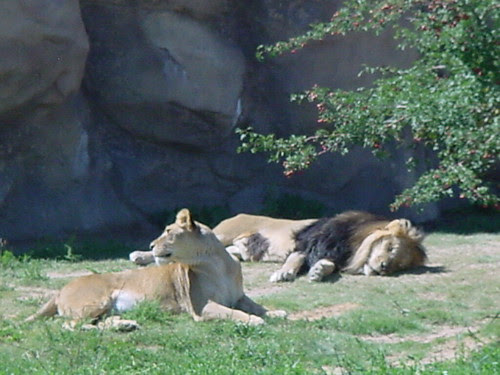baby lion pictures