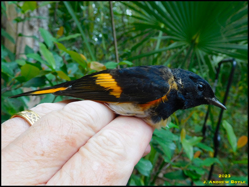 American Redstart