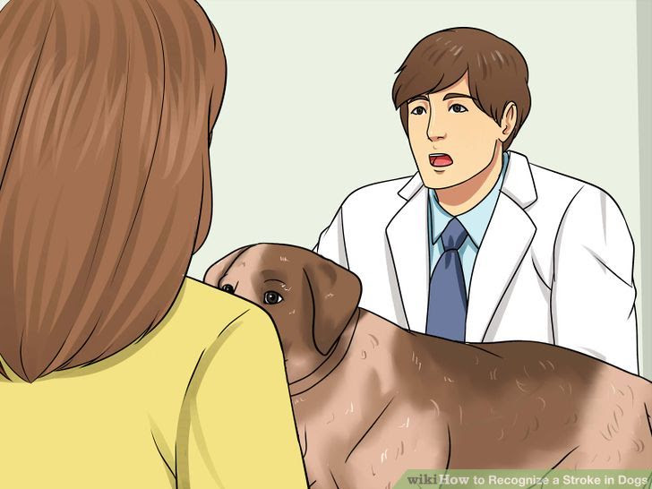 Recognize a Stroke in Dogs Step 9.jpg