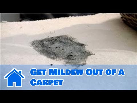 Carpet Cleaning : How to Get Mildew Out of a Carpet - YouTube
