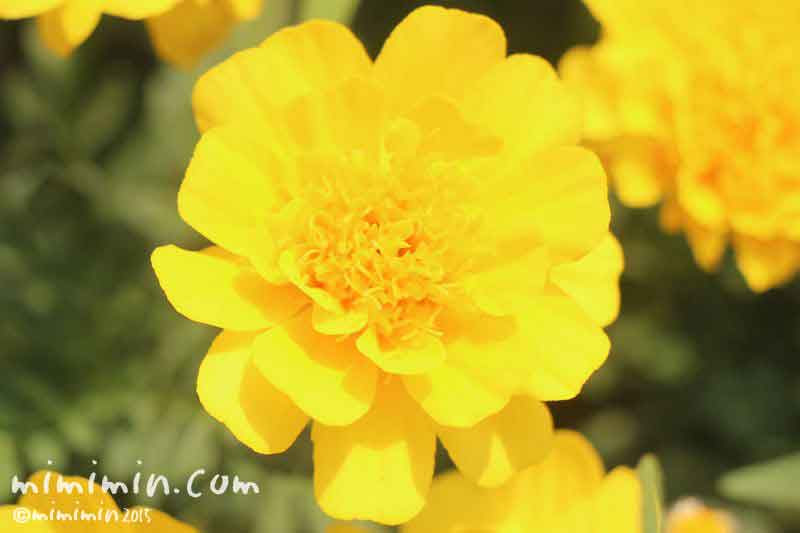 黄色いマリーゴールドの写真 花言葉 名前の由来 みみみんブログ