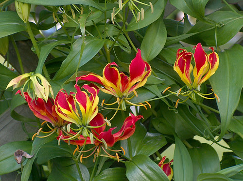 13ys-KuirauParkFlowers