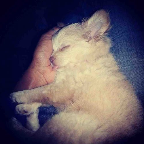 Charming and funny animals (27 pics)