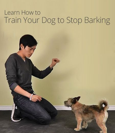 Train Your Dog to Stop Barking. I really like the set up of this ...