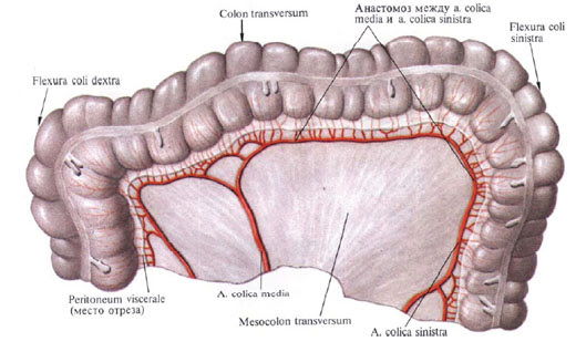 Mesocolon Transversum Med Kom