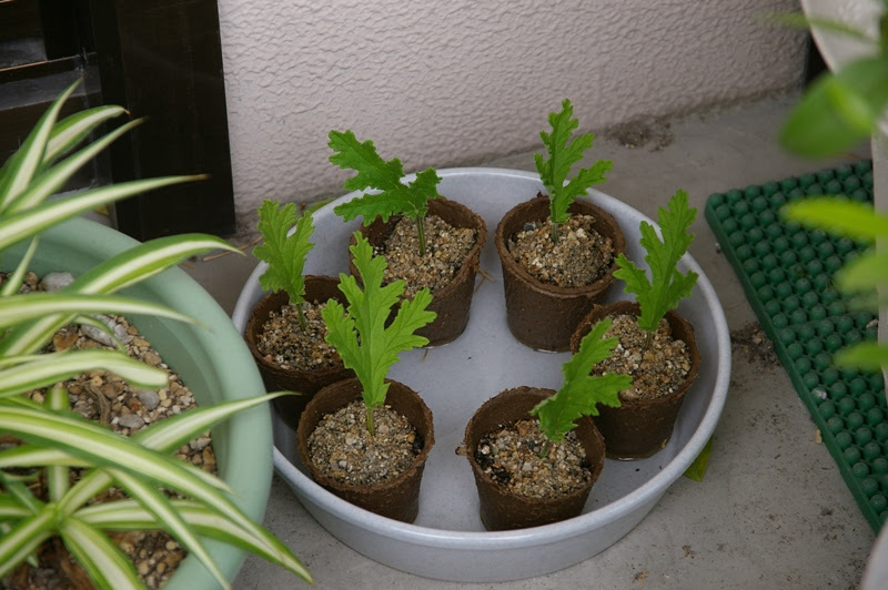 最も選択された ゼラニウム の 増やし 方 誕生 日 ライン 友達