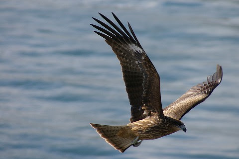 ｋ ｓｏｈｙａ ｐｏｅｍ ｂｌｏｇ 季節の一句鑑賞