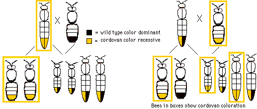 Genetics of Cordovan bees