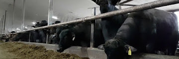 Buffalo Meat For Sale California Free Download Youtube Mp3 and Mp4