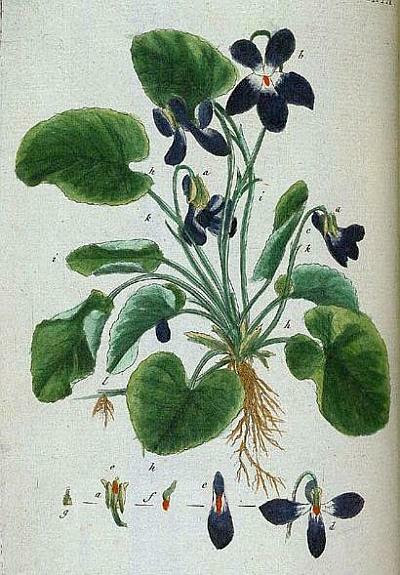 The Medicine Wheel of Plant Uses