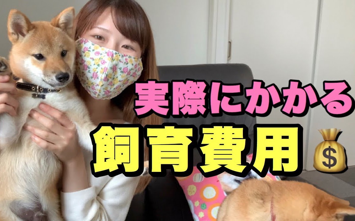我が家のリアルな飼育費用 犬はこれくらいお金がかかります 哔哩哔哩 つロ干杯 Bilibili