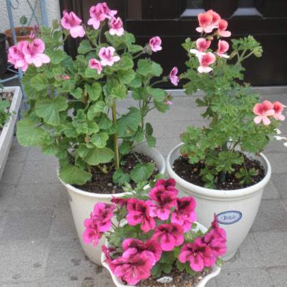 ゼラニウムの挿し木の仕方です 狭い庭を花いっぱいにする育て方 楽天ブログ