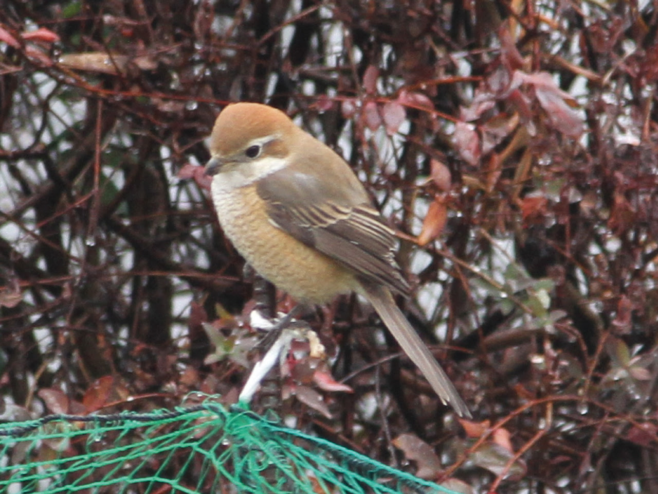 モズ 山国川の鳥図鑑