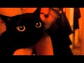 √ 100 ou plus adorable chat 295048-Un chaton adorable