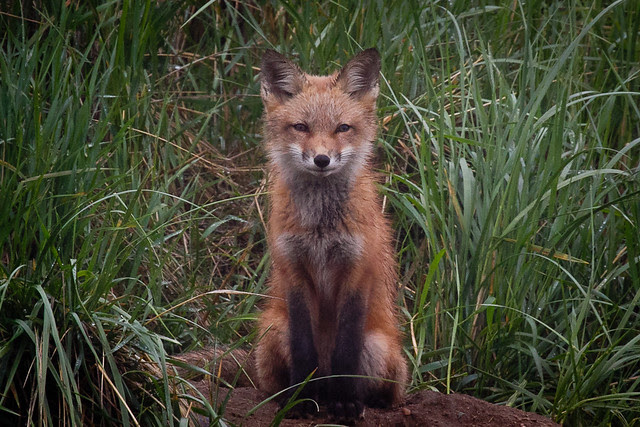 Kit