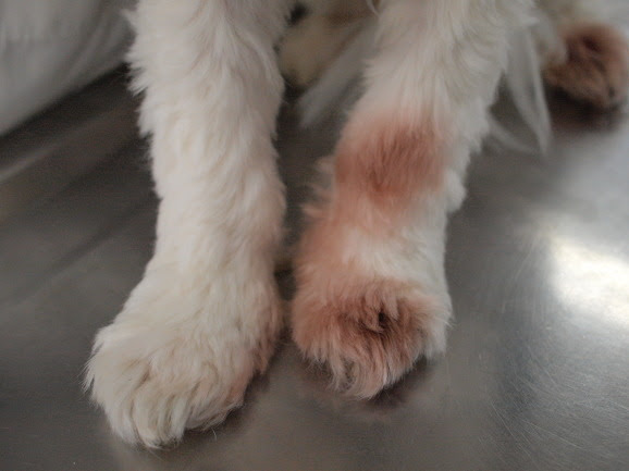 [강아지] Demodicosis(모낭충 감염증) 이란.?