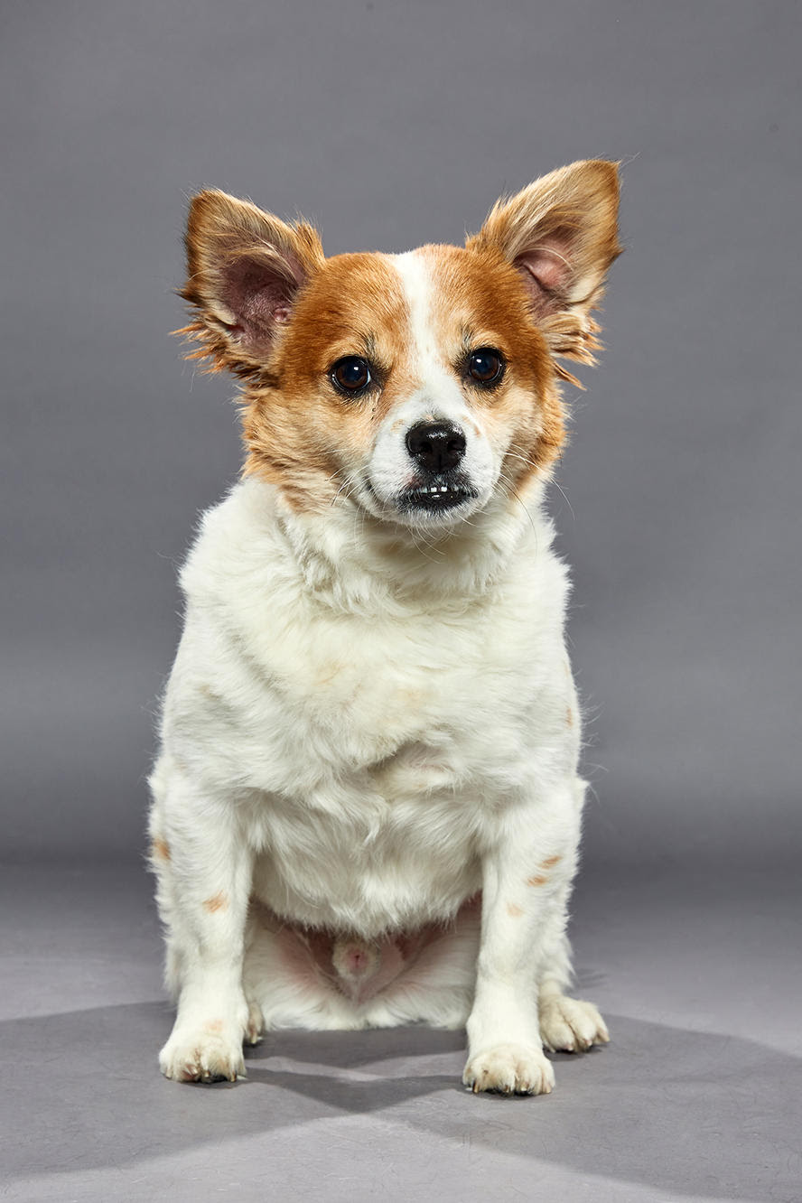 Puppy Bowl Xvi Meet The Stars Of The Dog Bowl Puppy Bowl Animal Planet