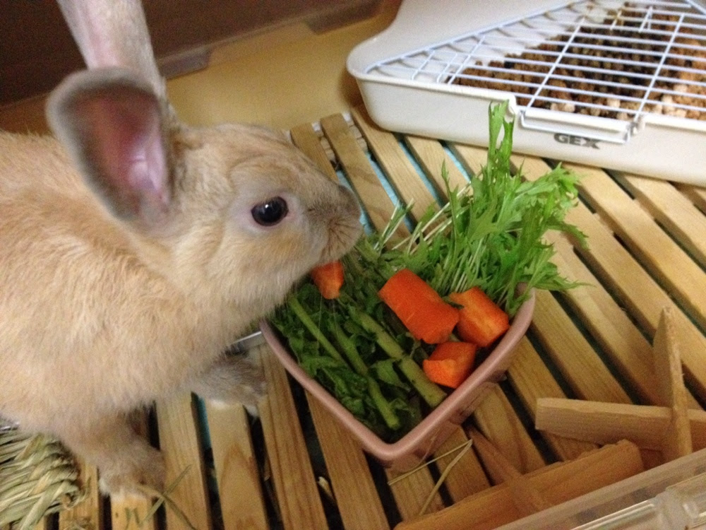 お野菜三昧 うさぎのポポ