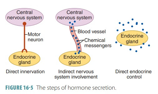 Control Of Hormones Endocrine System